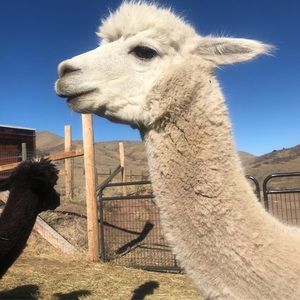 Meet your Posher, Chelsea